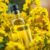 Olej canola w kosmetykach – właściwości i korzyści dla skóry